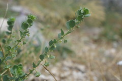 Andrachne telephioides