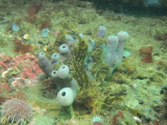 Porifera