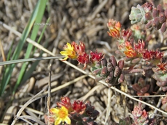 Sedum pacense