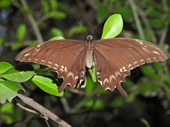 Papilio ornythion ornythion