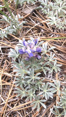 Lupinus duranii