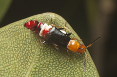Carphurus fasciculatus