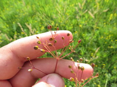 Trinia multicaulis