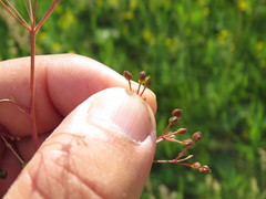 Trinia multicaulis