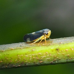 Pediopsoides distinctus