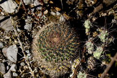 Mammillaria grusonii
