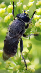 Myolepta aurinota