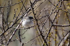Polioptila melanura