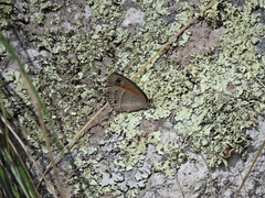 Cissia rubricata smithorum