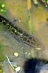 Channa argus