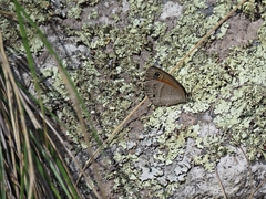 Cissia rubricata smithorum