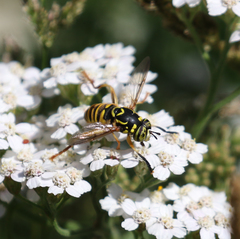 Spilomyia interrupta