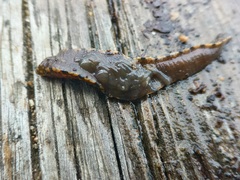 Haemopidae