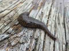 Haemopidae