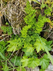 Cryptogramma sitchensis