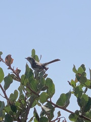 Polioptilidae