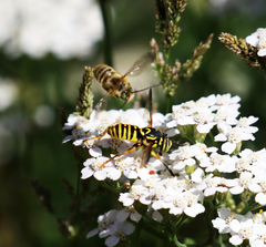 Spilomyia interrupta