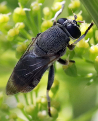 Myolepta aurinota