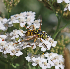 Spilomyia interrupta