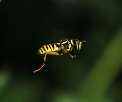 Spilomyia interrupta