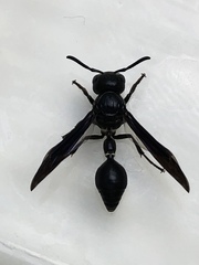 Zethus spinipes spinipes