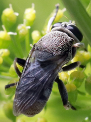 Myolepta aurinota