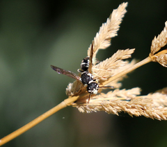Stenodynerus blandus