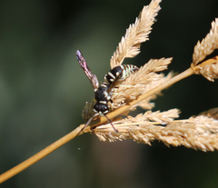 Stenodynerus blandus