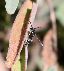 Stenodynerus blandus