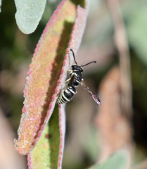 Stenodynerus blandus