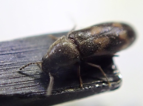 Abdera biflexuosa