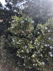 Juniperus