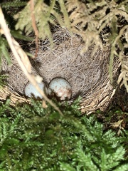 Junco hyemalis carolinensis