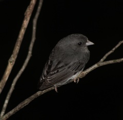Junco hyemalis carolinensis
