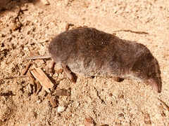 Cryptotis alticola