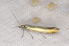 Coleophora mayrella