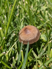 Panaeolus cinctulus