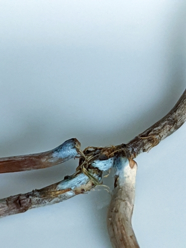 Banded Mottlegill