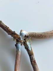 Panaeolus cinctulus