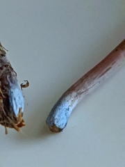 Panaeolus cinctulus