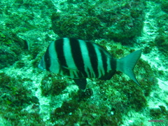 Diplodus hottentotus