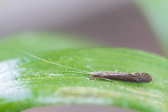 Leptocerus americanus