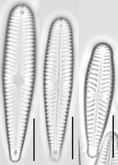 Gomphonella olivacea