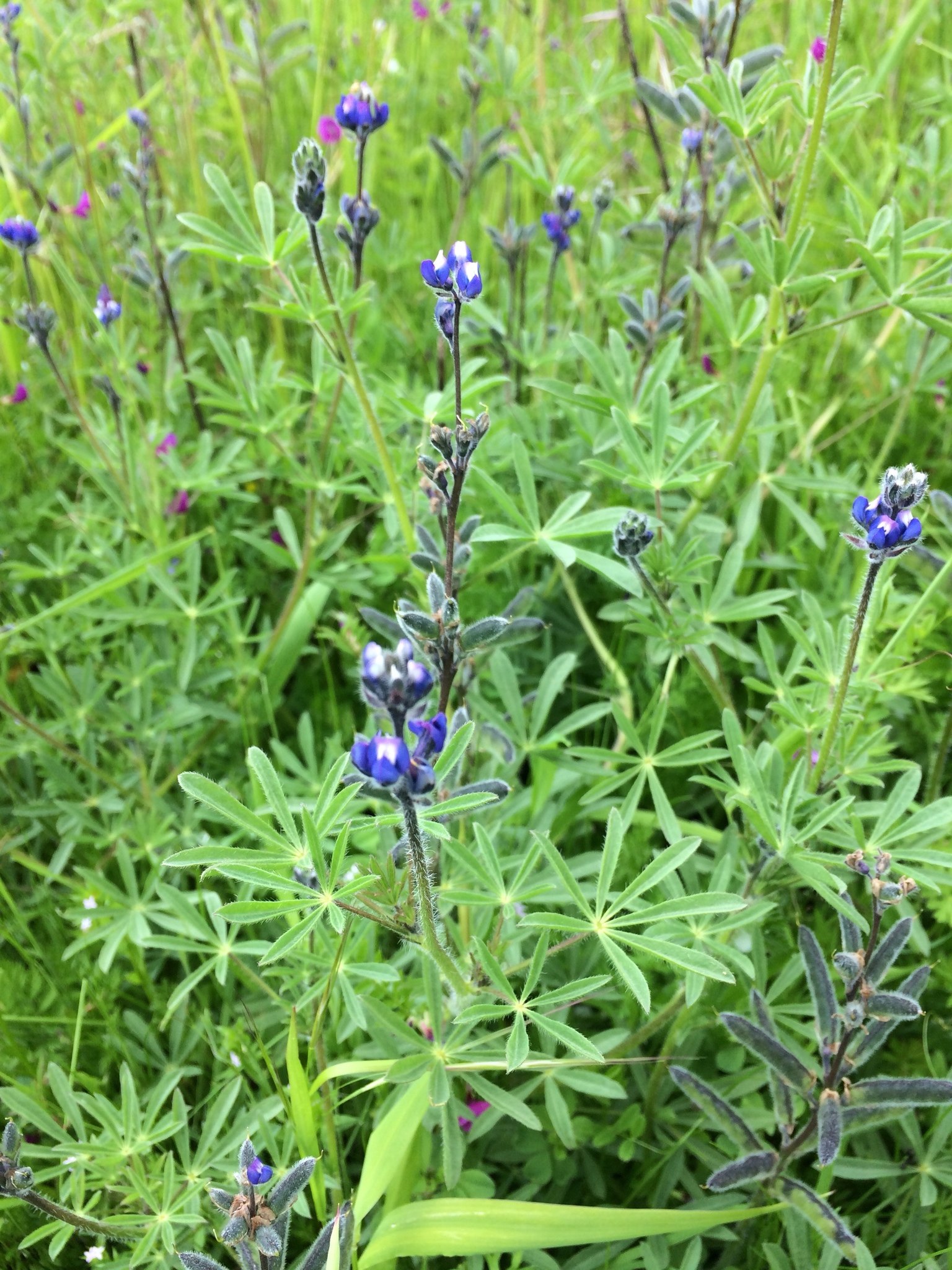 Small-flower Lupine (Lupinus polycarpus) · iNaturalist