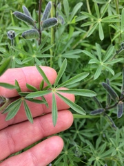 Lupinus polycarpus