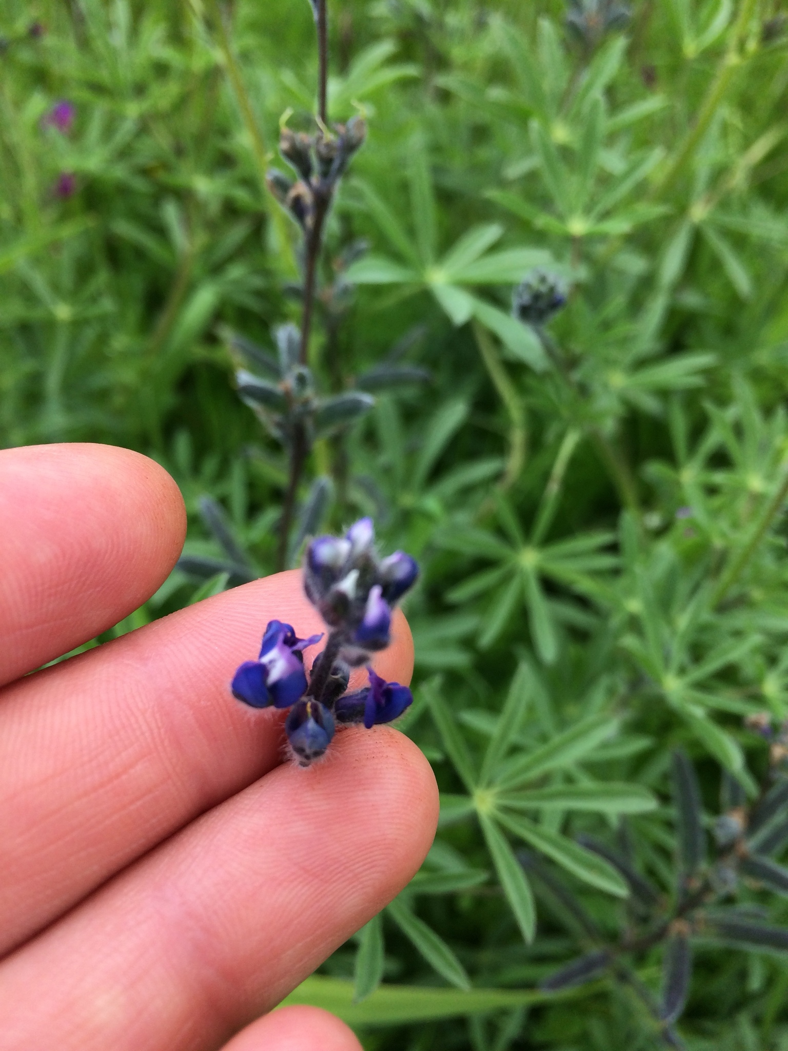Small-flower Lupine (Lupinus polycarpus) · iNaturalist