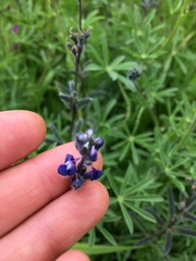 Lupinus polycarpus