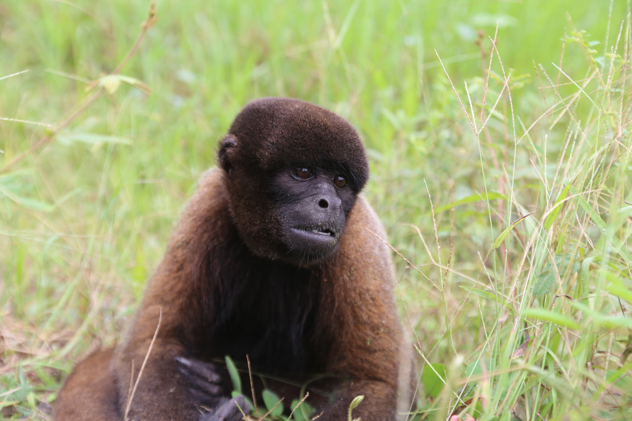 Poeppig's Woolly Monkey (Subspecies Lagothrix lagothricha poeppigii) ·  iNaturalist Guatemala