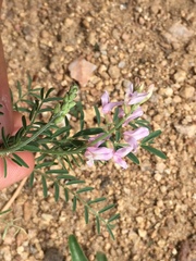 Astragalus flexuosus
