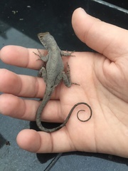 Anolis sagrei
